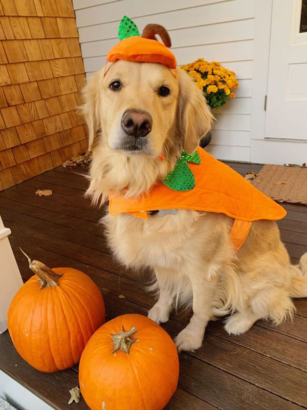 dog-pumpkin-halloween-ideas-for-terrace