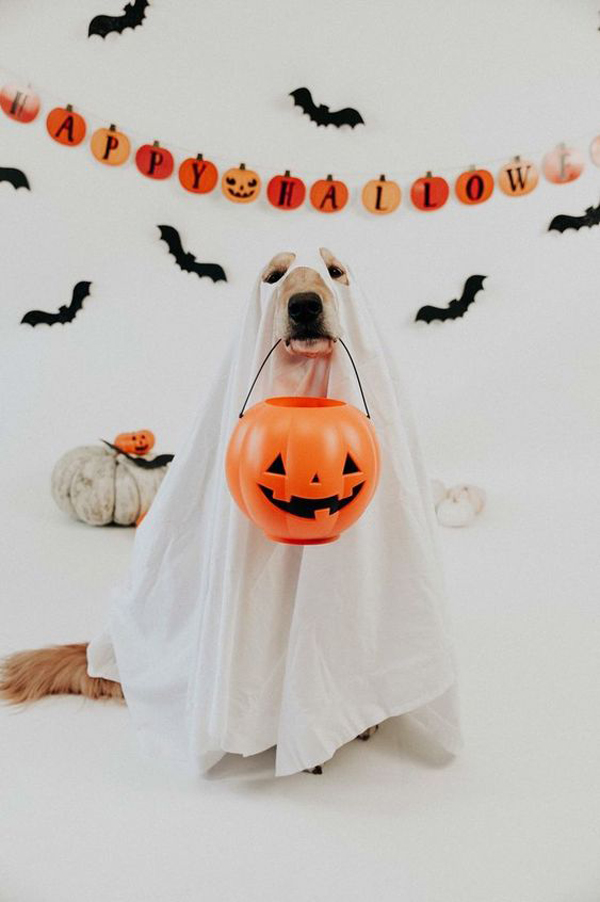 indoor-dog-ghost-halloween-with-pumpkin-ideas