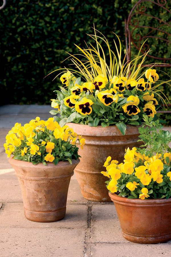 yellow-spring-floral-container-gardens
