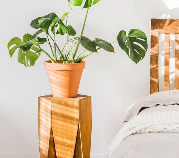 How To Care Monstera Plants And 15 Interior Design Plans