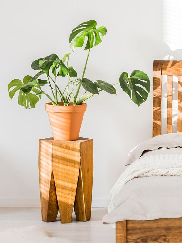 how-to-care-monstera-plants-and-decor