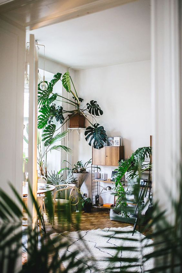 indoor-jungle-ideas-with-monstera-plants