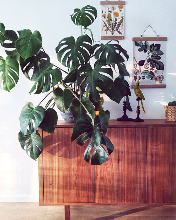 monstera-plant-cabinet-display