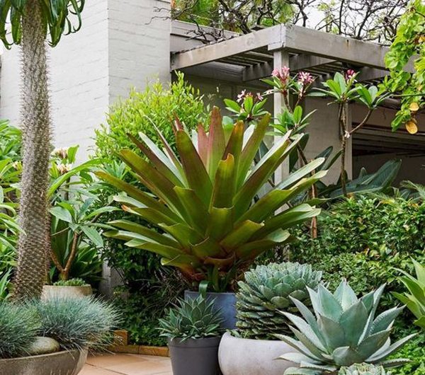 25 Beautiful Pot Plants In the Garden Look Bigger