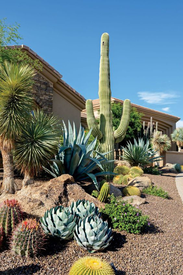 desert-style-garden-with-cactus-tree