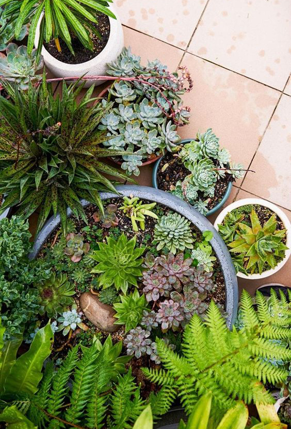 outdoor-succulent-garden-ideas-in-the-pots