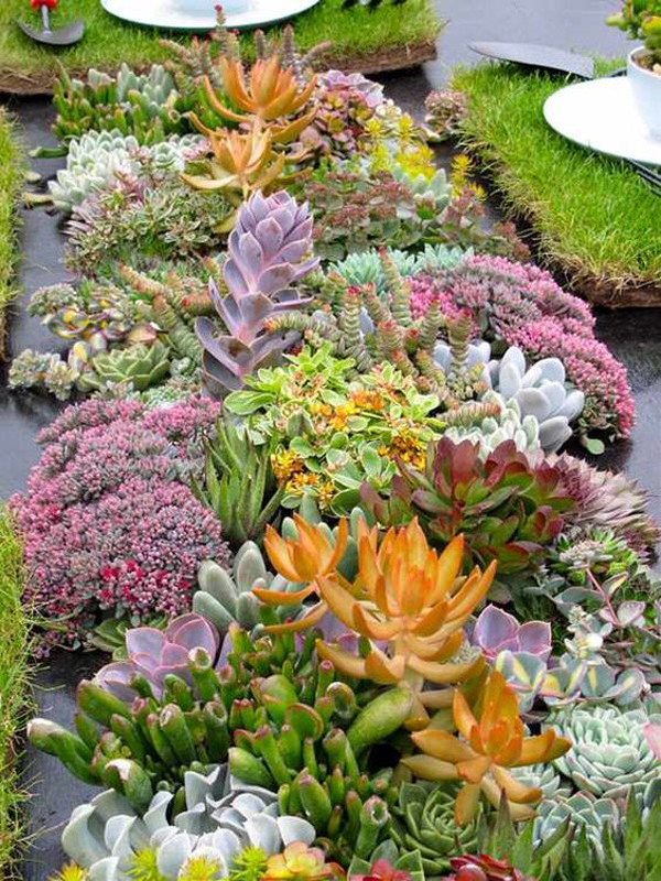 outdoor-succulent-garden-layout-ideas