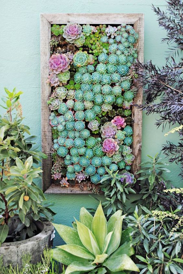 outdoor-succulent-wall-garden