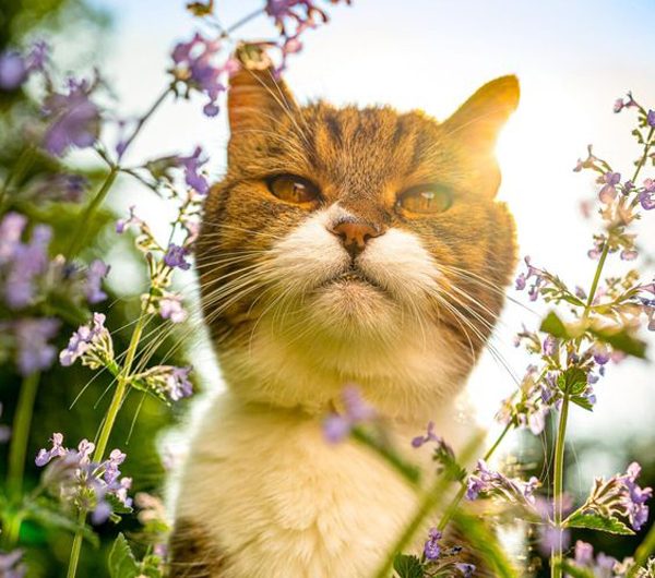 10 Best Cat Friendly Plant Ideas That Inspire