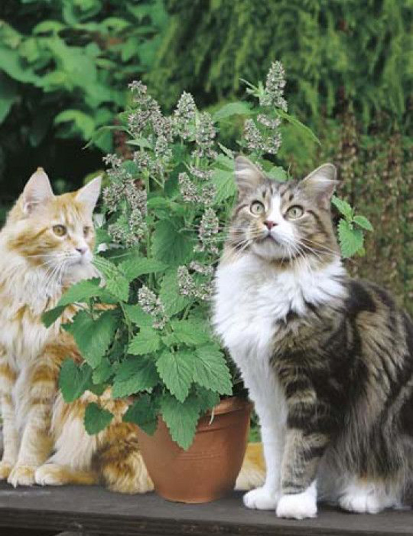 catnip-plant-for-cat-care