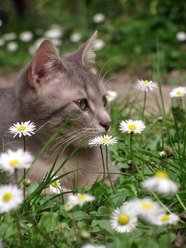 chamomile-flower-plant-for-cat