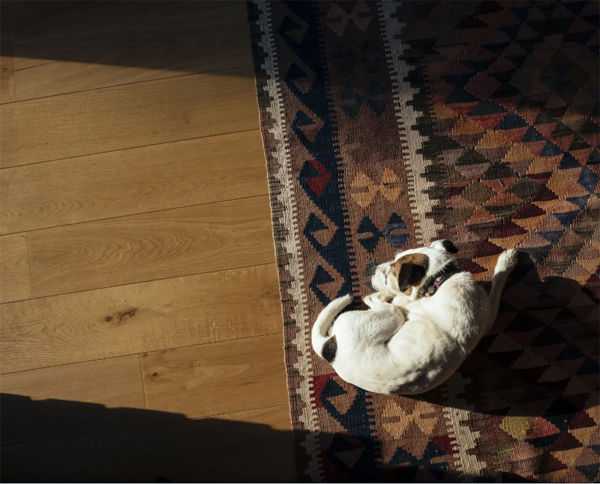 cottage-style-rug-with-dog-friendly