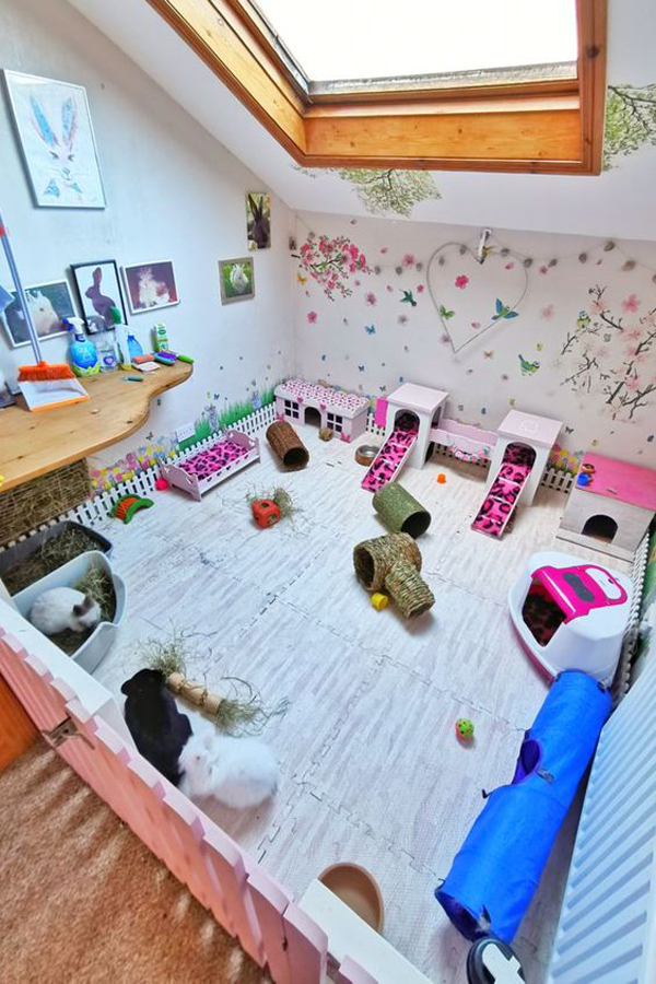 cute-diy-guinea-pig-cages-with-skylight
