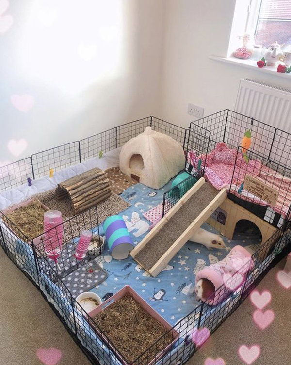 diy-guinea-pig-cage-layout-ideas
