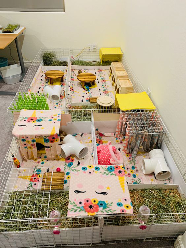 guinea-pig-habitat-with-large-cage-ideas