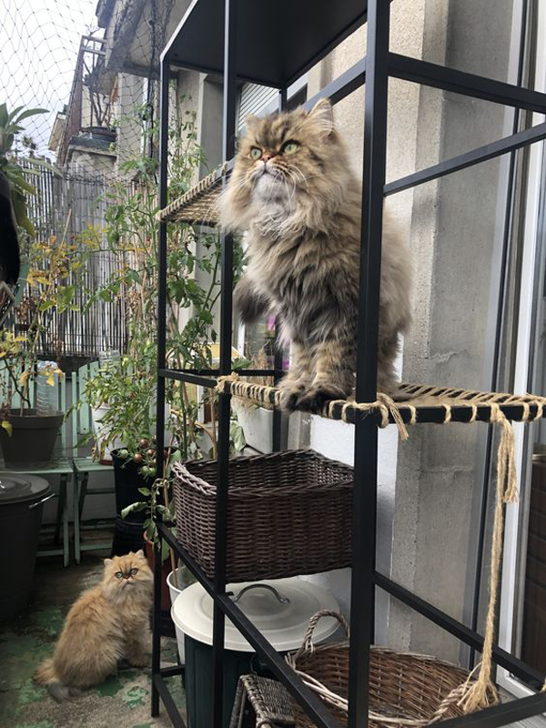 cat-friendly-balcony-with-cabinet-shelf