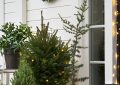 multiple-small-christmas-tree-on-farmhouse-terrace