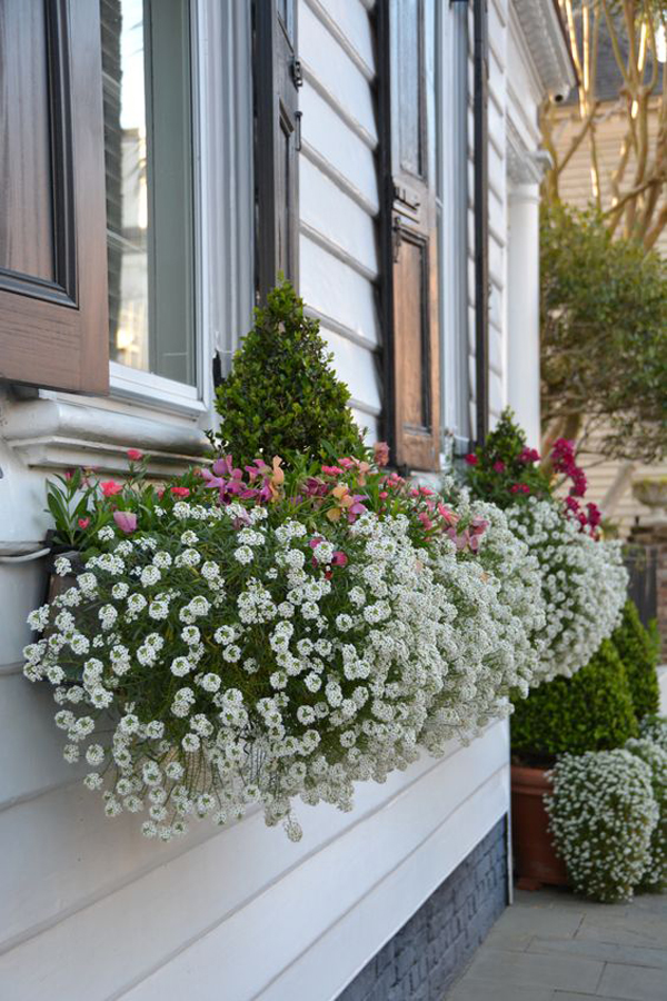 beautiful-and-blooming-window-boxes-decoration