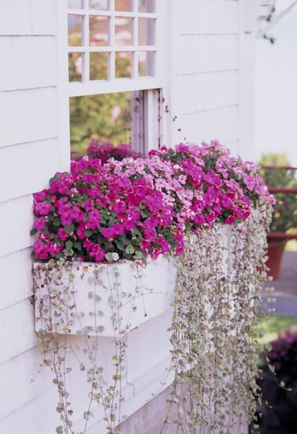 bright-and-beautiful-window-box-garden