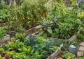 vegetable garden ideas